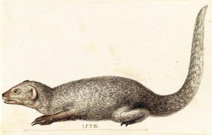 Study Of An Indian Mongoose — Giuseppe Arcimboldo