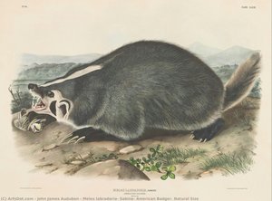 Meles Labradoria, Sabine, Amerikanischer Dachs. Naturgröße — John James Audubon