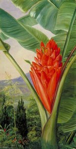 Untitled — Marianne North