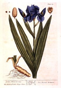 Iris — Elizabeth Blackwell