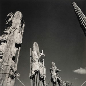 Jardín Botánico (botanical Garden), Oaxaca — Graciela Iturbide