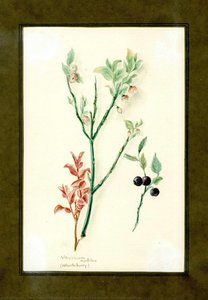 Whortleberry Of The Family Vacciniaceae (vaccinium Myrtillus) — Clara Peters