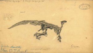 “iguanodon Mantelli” — Gustave Lavalette