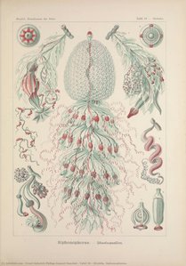 Tafel 59 - Stroblia. Siphonophorae. — Ernst Heinrich Philipp August Haeckel