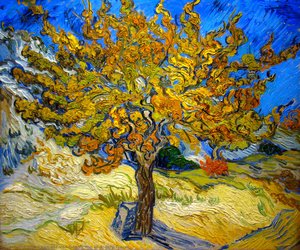 A Oliveira — Vincent Willem Van Gogh