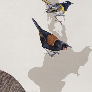 North Island Saddleback — Džejn Kim