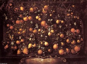 Citrus — Bartolomeo Bimbi