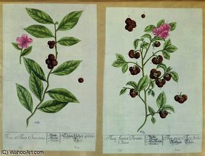 Tea And China Tea — Elizabeth Blackwell