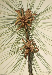 Loblolly Pine (pinus Taeda) — Mary Morris Vaux Walcott