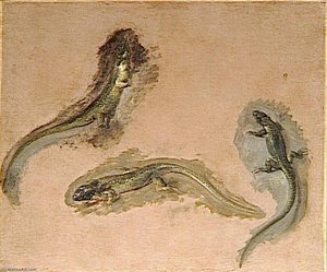 Trois Lezards — Boel Pieter (boule)
