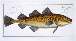 Cod (gadus Morhua) Plate Lxiv From 'ichthyologie, Ou Histoire Naturelle Generale Et Particuliere Des — Andreas Ludwig Kruger