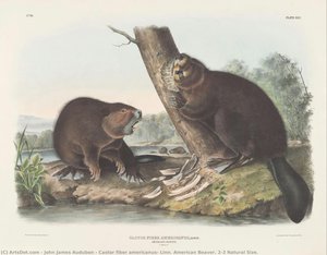 Castor Fiber Americanus, Linn. American Beaver. 2/3 Natural Size. — John James Audubon