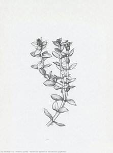 Sea Beach-sandwort (honckenya Pepliodes) — Oldriska Ceska