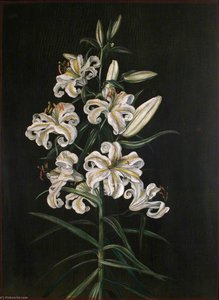 Un Lirio Japonés — Marianne North