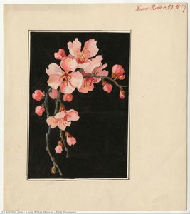 Pink Dogwood — Lucie Ritter Marcus