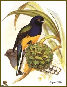 Trogon _queue Blanche — John Gould