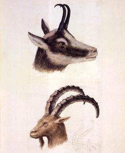 Nature Studies — Giuseppe Arcimboldo