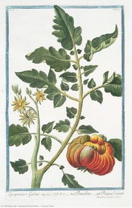Tomato Plant — George Richard Bunn