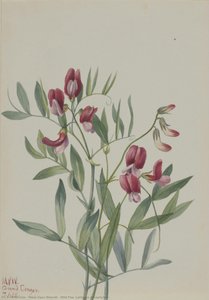 Wild Pea (lathyrus Decaphyllus) — Mary Vaux Walcott