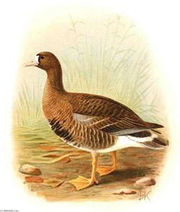 Untitled (aqtgmu) — John Gerrard Keulemans