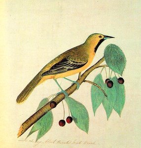 Oriole Preto-boca Masculino — John James Audubon
