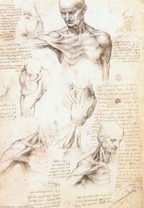 Anatomiska Studier Av En Mans Axel — Leonardo Da Vinci