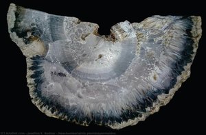 Neochamberlainia Pteridospermoidea — Josefina E. Bodnar