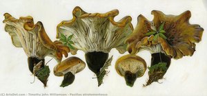 Paxillus Atrotomentosus — Timothy John Williamson