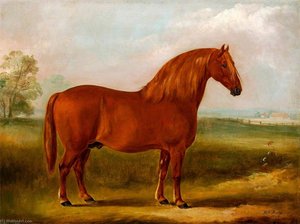 Stallion — William Henry Davis