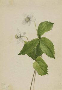 Forest Anemone (anemone Deltoidea) — Mary Morris Vaux Walcott