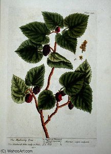 The Mulberry Tree — Elizabeth Blackwell