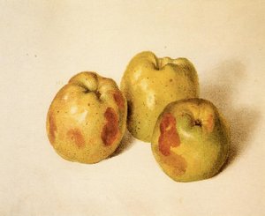 Estudio De Membrillos — José María Velasco