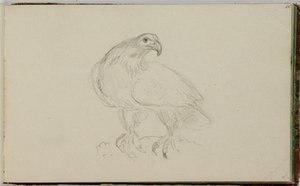 Study, Bird — Thomas Cole