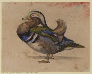 Un Ánade Mandarín — Eugène Delacroix
