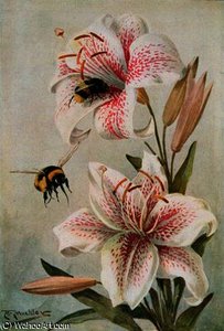 Bees And Lilies — Louis Fairfax Muckley