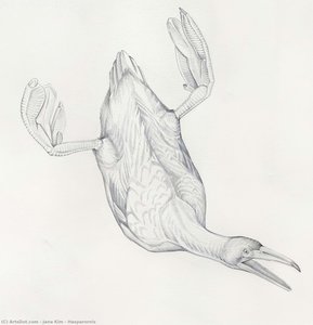 Hesperornis — Jane Kim