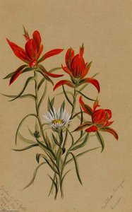 Indian Paintbrush (castilleja Rhexifolia) — Mary Morris Vaux Walcott