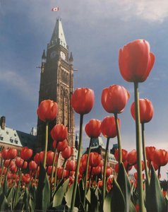 Tulips And The Peace Tower — कार्स ऑफ ओटावा