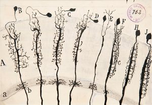 The Drawings Of Ramón Y Cajal — Santiago Ramón Y Cajal