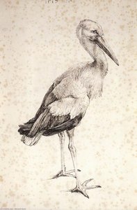 The Stork — Albrecht Dürer