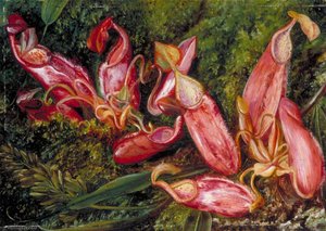Jóvenes Jarros Y Vainas De Semillas Maduras De Una Planta Jarra De Java — Marianne North