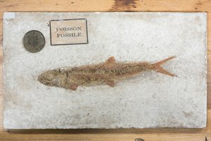 Cast Of A Fossilized Fish — Emile Deyrolle