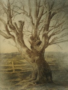 Old Tree — Thorolf Holmboe
