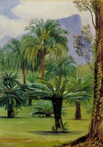 Gruppo Di Cicadi Sago Nel Giardino Botanico Di Rio De Janeiro — Marianne North