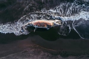 Dead Whale — Angelo Chiacchio