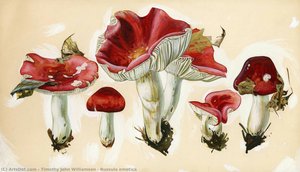 Russula Emetica — Timothy John Williamson