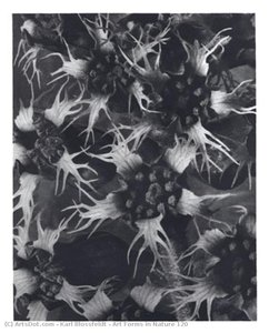 Art Forms In Nature 120 — Karl Blossfeldt