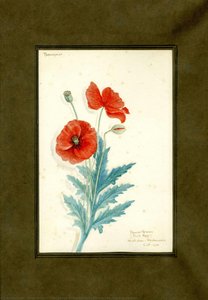 Field Poppy Of The Family Papaveraceae (papaver Rhoeas) — Clara Peters