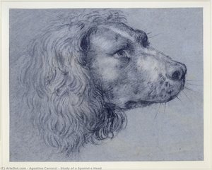 Study Of A Spaniel’s Head — Agostino Carracci