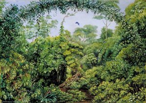 Vlinderpad Door Het Gongo-bos, Brazilië — Marianne North